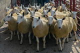 First prize pen of Cheviot Mule Gimmers at Longtown sold for £220 per head from Robert and Hazel McNee Over Finlarg-5